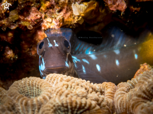 A Black Combtooth Blenny