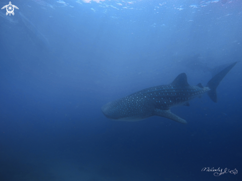 A WhaleShark