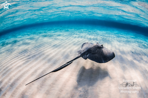 A Southern Stingray