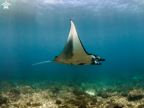 A Manta Ray