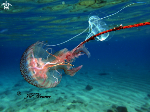 A Pelagia noctiluca and Geryonia proboscidalis | méduse pélagique