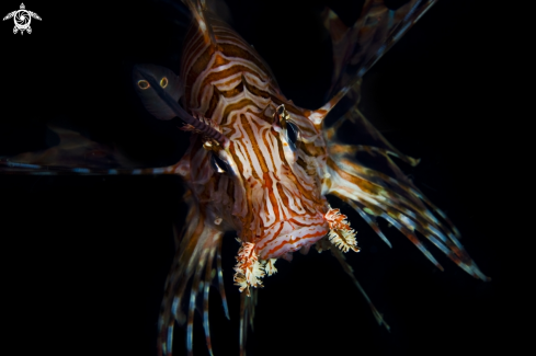 A Pterois Volitans