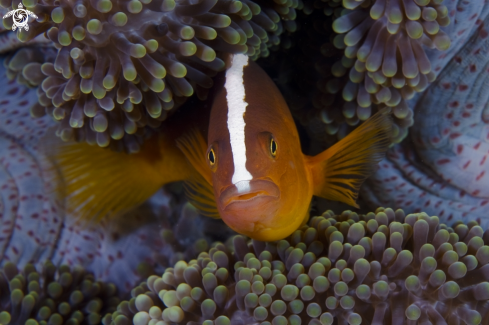 A Amphiprion Sandaracinos