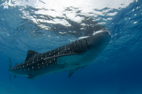 A Rhincodon Typus