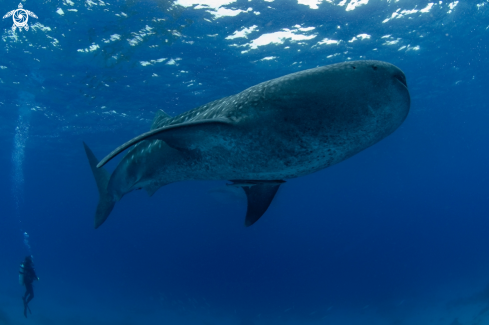 A Rhincodon Typus