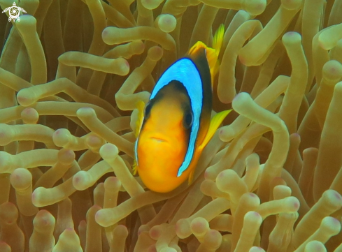 A Nemo fish | Nemo 