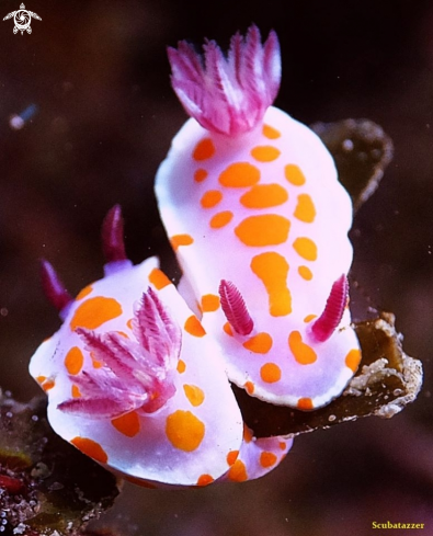 Clown Nudibranchs