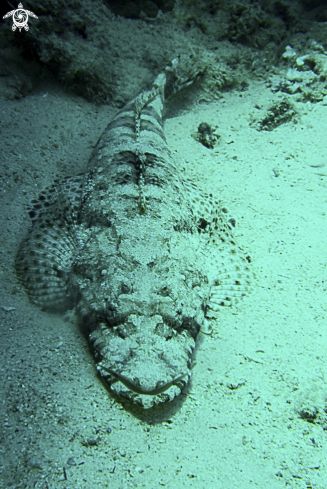 A crocodile fish (Cymbacephalus beauforti) | crocodile fish 