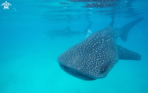 A Rhincodon typus | Squalo balena