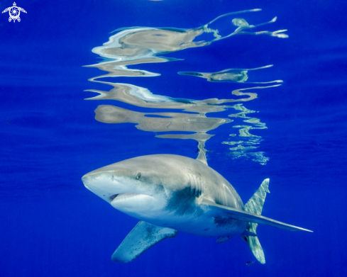 Oceanic White Tip Shark