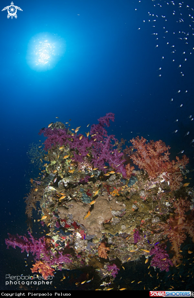 A Reef