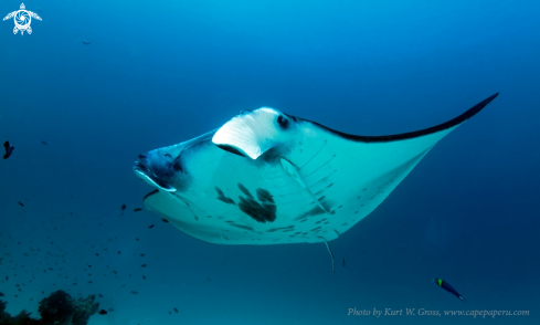 A Manta Ray