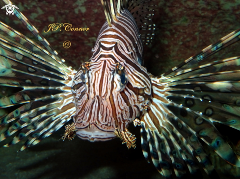 A Pterois volitans | Rascasse Volante