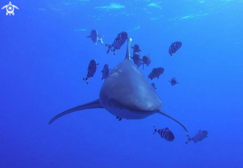 A oceanic white tip shark