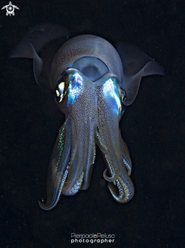 A Squid