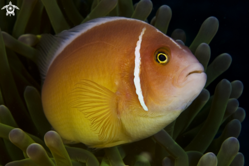 A Amphiprion Perideraion