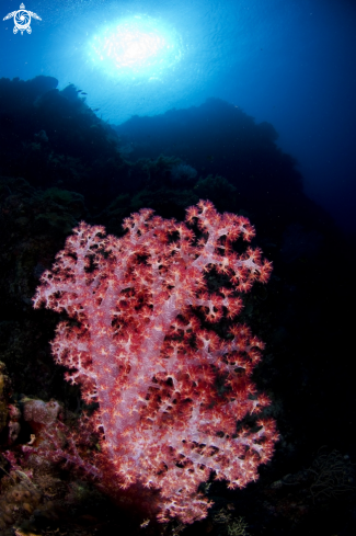 A Dendronephthya