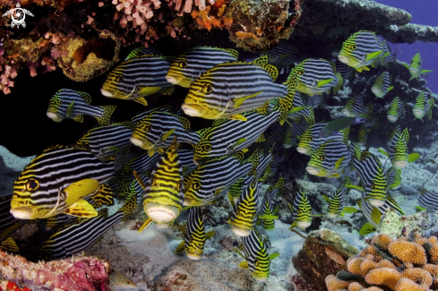 A Yellow striped sweetlips - Plectorhinchus