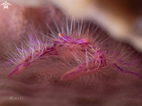 A Hairy Squat Lobster