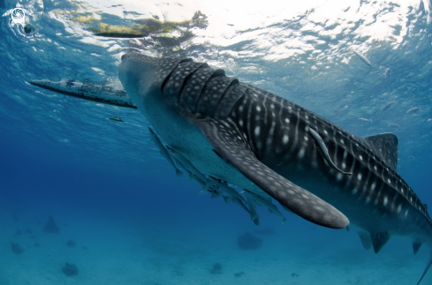 A Rhincodon Typus