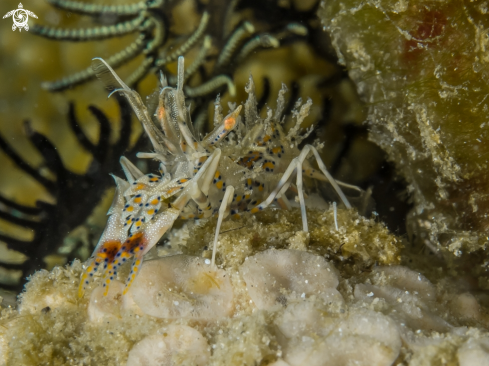 A TIGER SHRIMP | TIGER SHRIMP