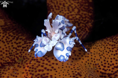 A Harlequin shrimp