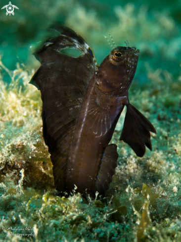 A Sailfin Blenny