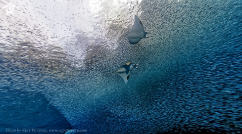 A Mobula tarapacana | Mobula