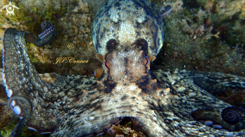 A Octopus vulgaris | Poulpe