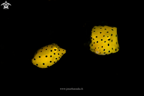 A Juvenile Boxfish