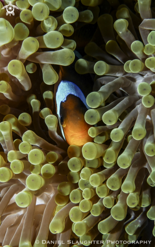 A Anemone Fish