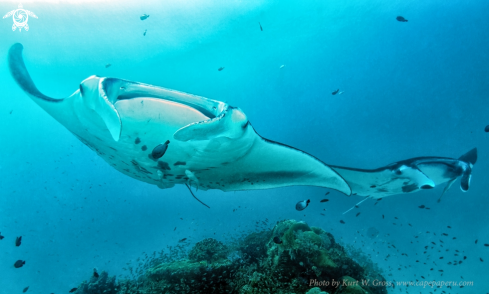 A Manta alfredi | Manta