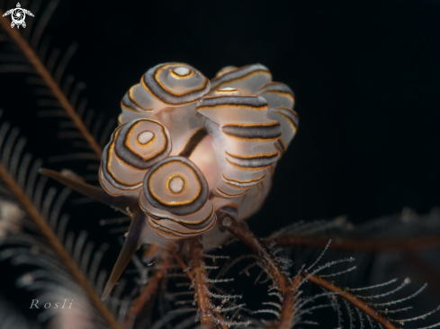 A Donut Doto Nudibranch