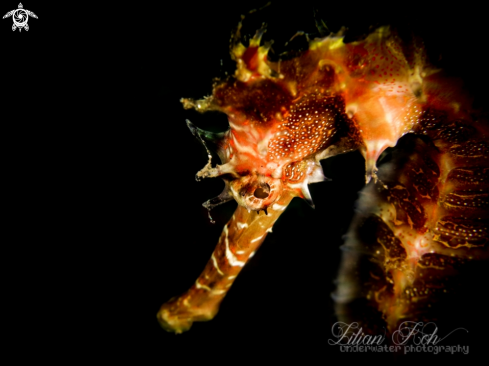 A Thorny Seahorse