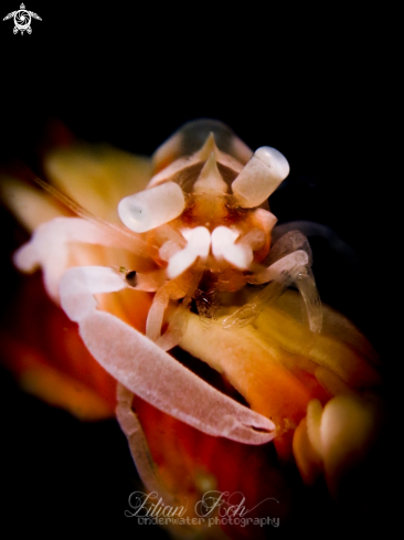 A Dasycaris zanzibarica | Zanzibar Whip Coral Shrimp 