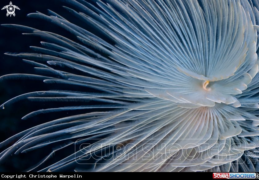 A Spiral tube-worm