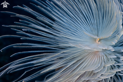 A Spiral tube-worm