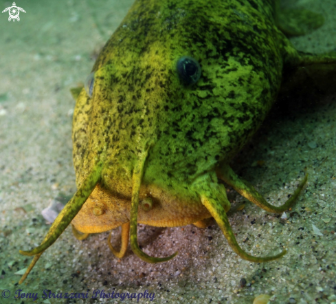 A Estuarine catfish