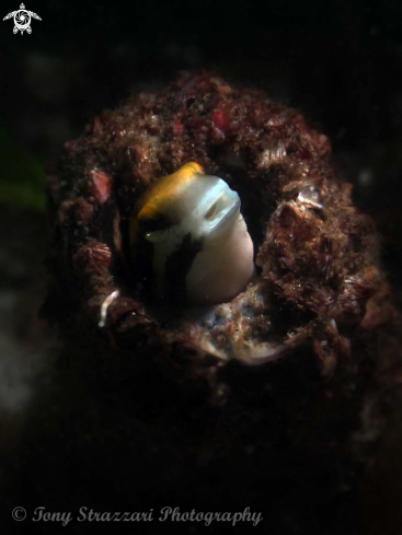 A Plagiotremus tapeinosoma | Piano Fangblenny