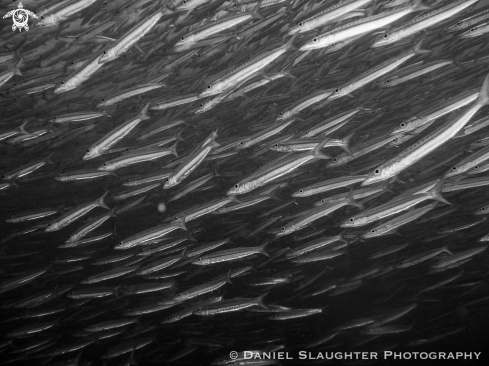 A Sphyraena qenie | Juvenile Chevron Barracuda