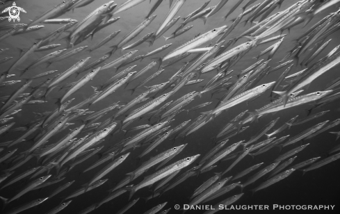 A Juvenile Chevron Barracuda