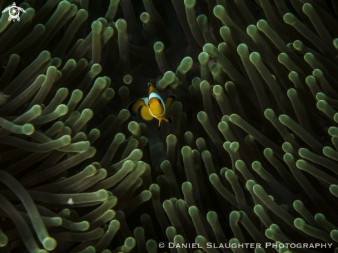 A Anemone Fish