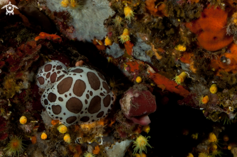 A Dotted sea-slug
