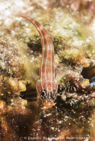 A Unknown | Blenny