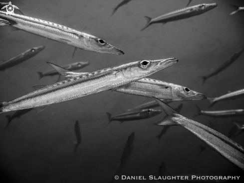 A Sphyraena qenie | Juvenile Chevron Barracuda