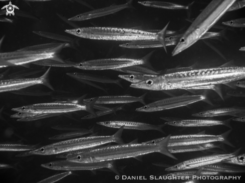 A Sphyraena qenie | Juvenile Chevron Barracuda