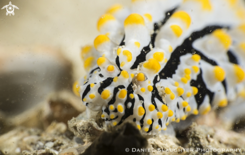 A Scrambled Egg Nudibranch