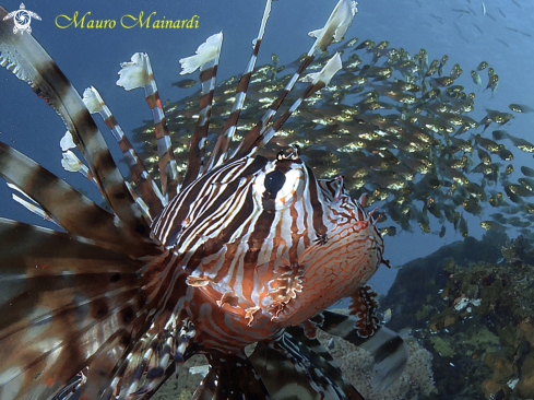 A Lionfish