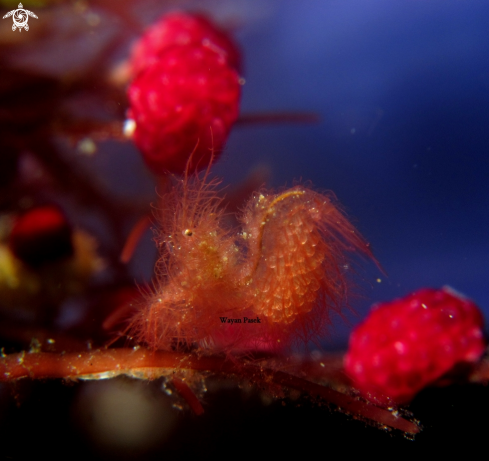 A Algae shrimp