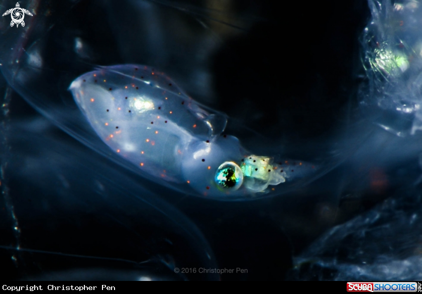 A Bigfin Reef Squid Paralarvae 
